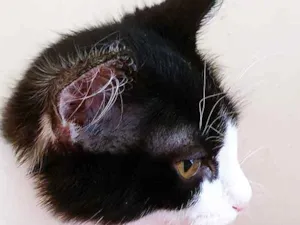 Gato raça SRD-ViraLata idade 2 a 6 meses nome MARCO FRAJOLA