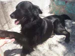 Cachorro raça SRD idade 1 ano nome Zeca