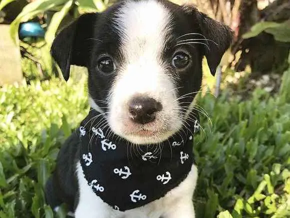Cachorro ra a Sem raça definida  idade Abaixo de 2 meses nome DARK
