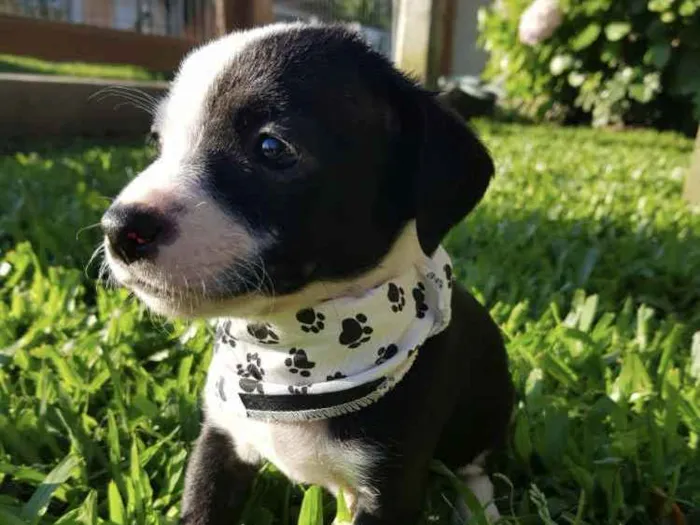 Cachorro ra a Sem raça definida  idade Abaixo de 2 meses nome ROCK