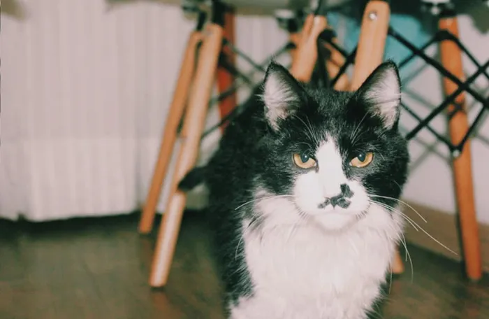 Gato ra a SRD-ViraLata idade 2 a 6 meses nome Bigodinho