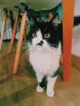 Bigodinho