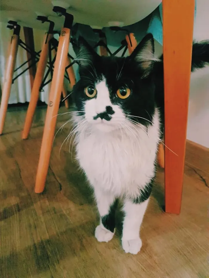 Gato ra a SRD-ViraLata idade 2 a 6 meses nome Bigodinho