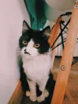 Bigodinho
