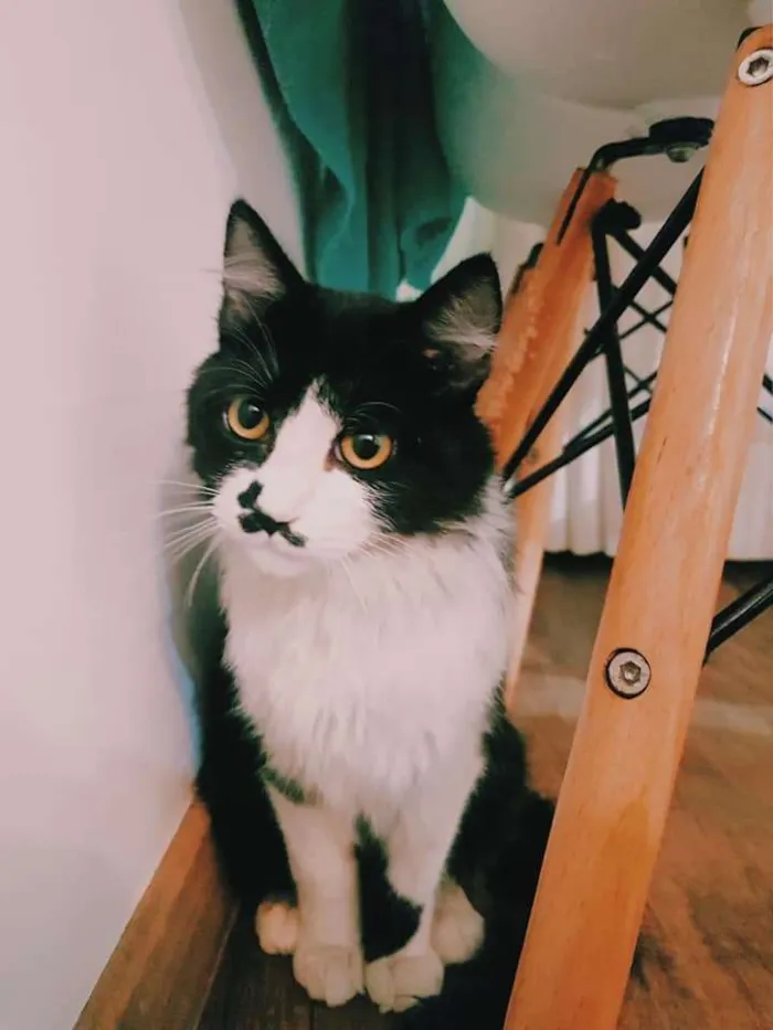 Gato ra a SRD-ViraLata idade 2 a 6 meses nome Bigodinho