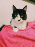 Bigodinho