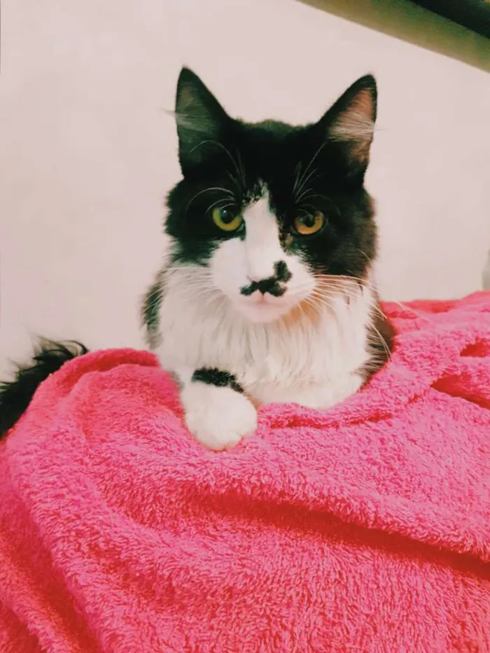 Gato ra a SRD-ViraLata idade 2 a 6 meses nome Bigodinho