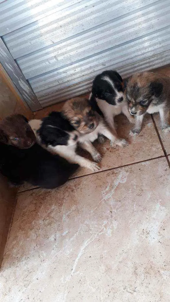 Cachorro raça vira-lata idade Abaixo de 2 meses nome sem nome