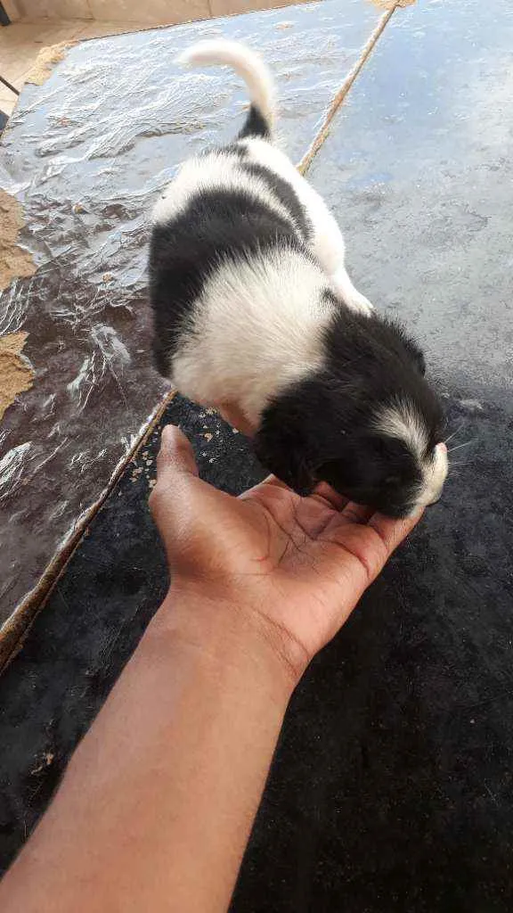 Cachorro raça vira-lata idade Abaixo de 2 meses nome sem nome