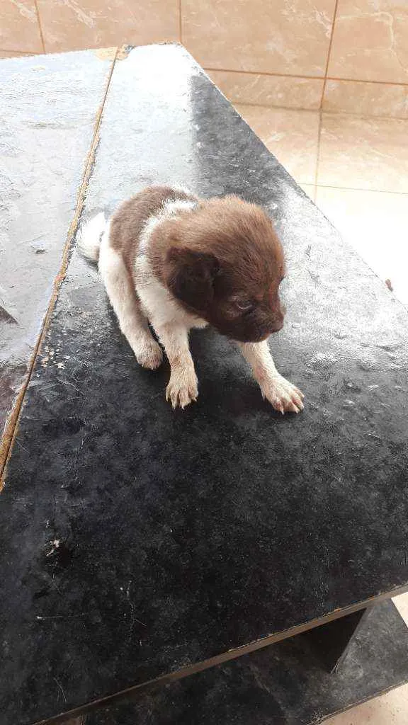 Cachorro raça vira-lata idade Abaixo de 2 meses nome sem nome
