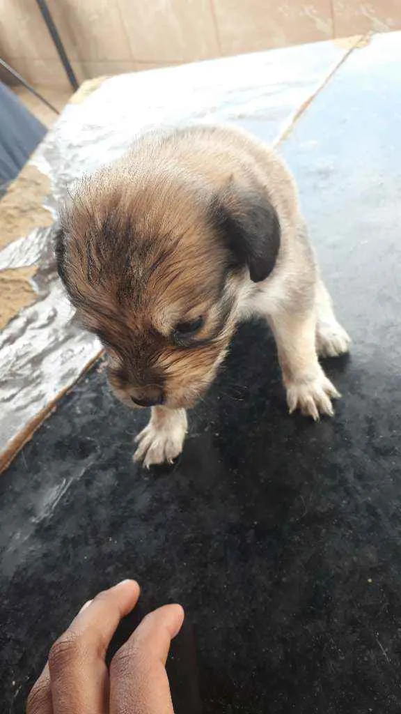 Cachorro raça vira-lata idade Abaixo de 2 meses nome sem nome