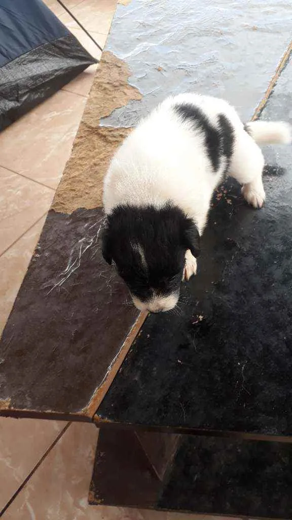 Cachorro raça vira-lata idade Abaixo de 2 meses nome sem nome