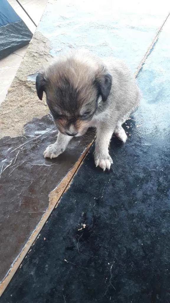 Cachorro raça vira-lata idade Abaixo de 2 meses nome sem nome