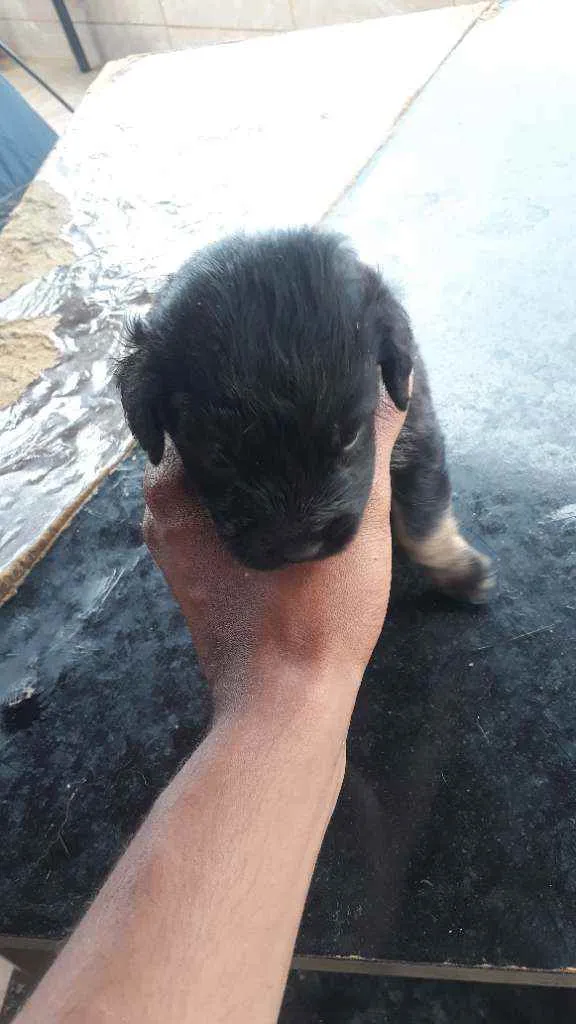 Cachorro raça vira-lata idade Abaixo de 2 meses nome sem nome