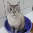 Gato raça srd idade 5 anos nome Damasceno