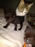 Pitoco e tampinha