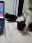 Pitoco e tampinha