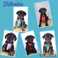 3 FILHOTES