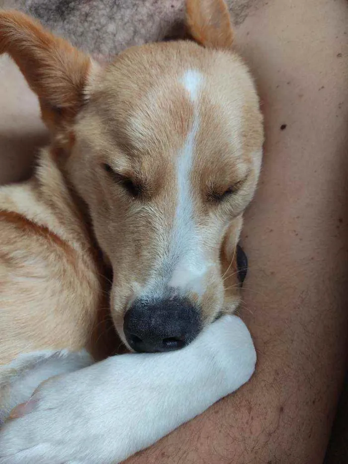 Cachorro ra a Vira lata idade 1 ano nome Mel