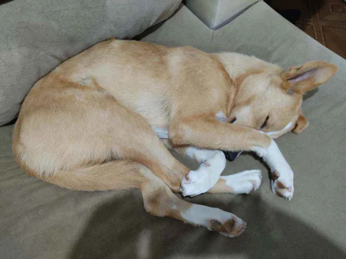 Cachorro ra a Vira lata idade 1 ano nome Mel