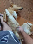 Mel