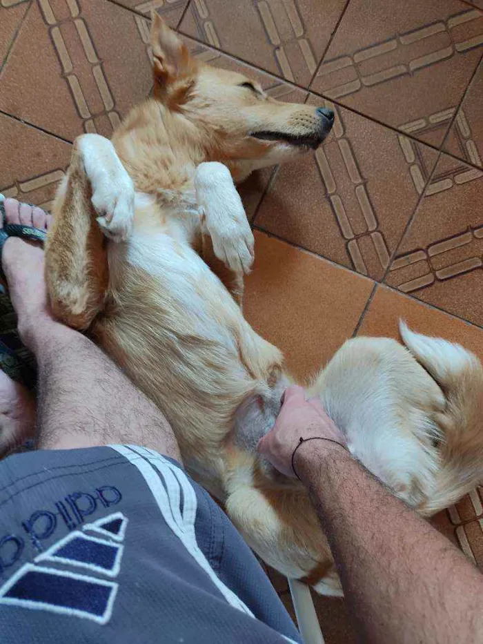 Cachorro ra a Vira lata idade 1 ano nome Mel