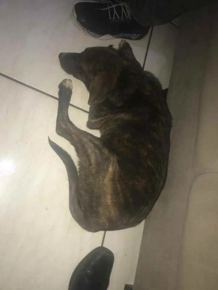 Cachorro ra a Não sei  idade  nome Não sei 