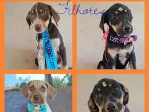 Cachorro raça Srd idade 2 a 6 meses nome CÃES FILHOTES