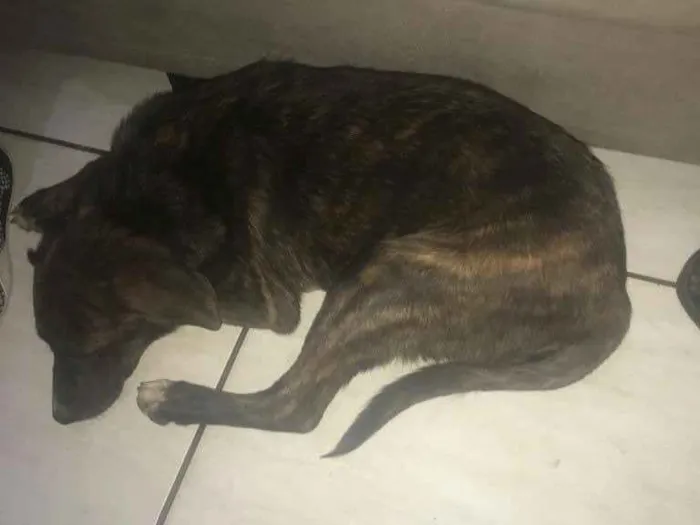 Cachorro ra a Não sei  idade  nome Não sei 