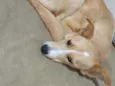 Mel