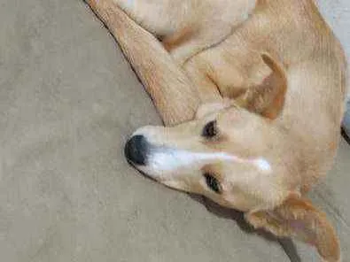 Cachorro ra a Vira lata idade 1 ano nome Mel