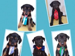 Cachorro raça Srd  idade 2 a 6 meses nome 3 FILHOTES