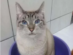Gato raça srd idade 5 anos nome Damasceno