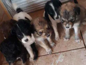 Cachorro raça vira-lata idade Abaixo de 2 meses nome sem nome