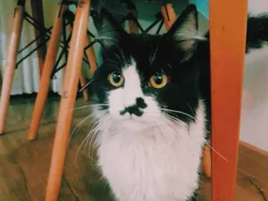 Gato raça SRD-ViraLata idade 2 a 6 meses nome Bigodinho