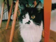 Bigodinho