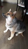 Laila