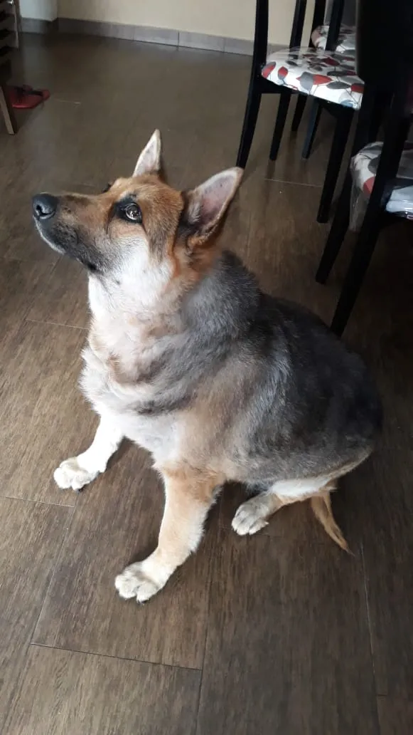 Cachorro ra a Pastor alemão  idade 6 ou mais anos nome Laila