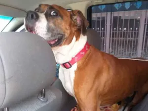 Cachorro raça Boxer idade 3 anos nome Sushi