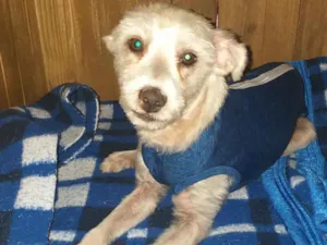 Cachorro raça Poodle idade 2 a 6 meses nome Snow