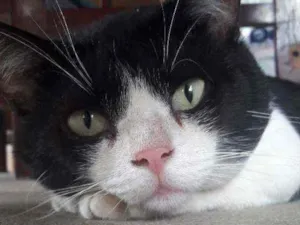 Gato raça SRD idade 3 anos nome Fred