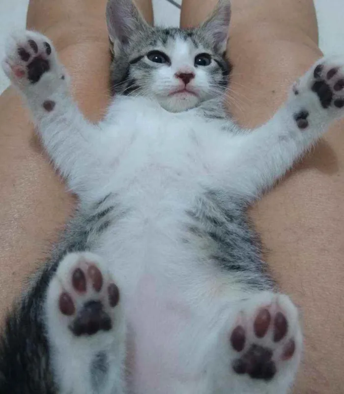 Gato ra a Não sei idade Abaixo de 2 meses nome Sem nome