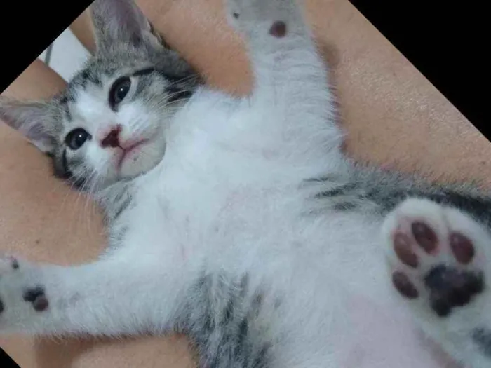 Gato ra a Não sei idade Abaixo de 2 meses nome Sem nome