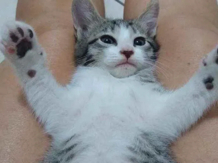 Gato ra a Não sei idade Abaixo de 2 meses nome Sem nome