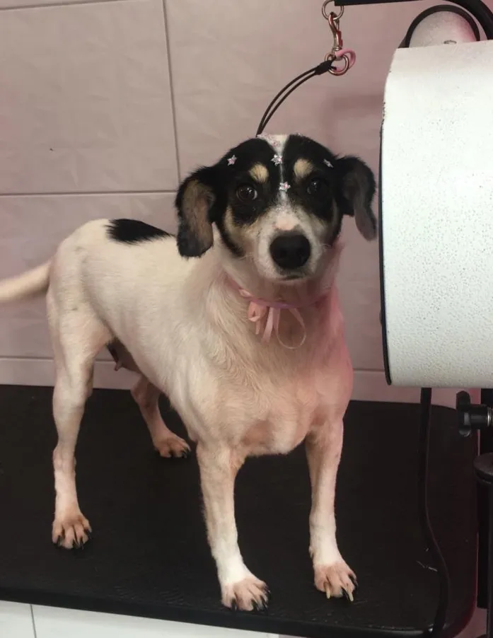 Cachorro raça SRD-ViraLata idade 2 anos nome Duda