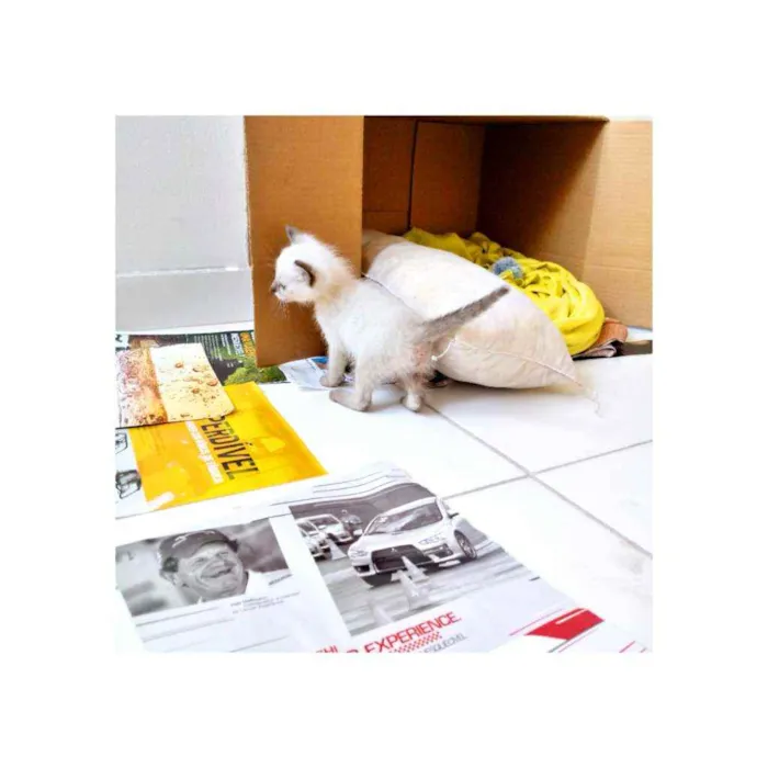 Gato ra a desconheço idade Abaixo de 2 meses nome Lily
