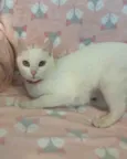 KIKI