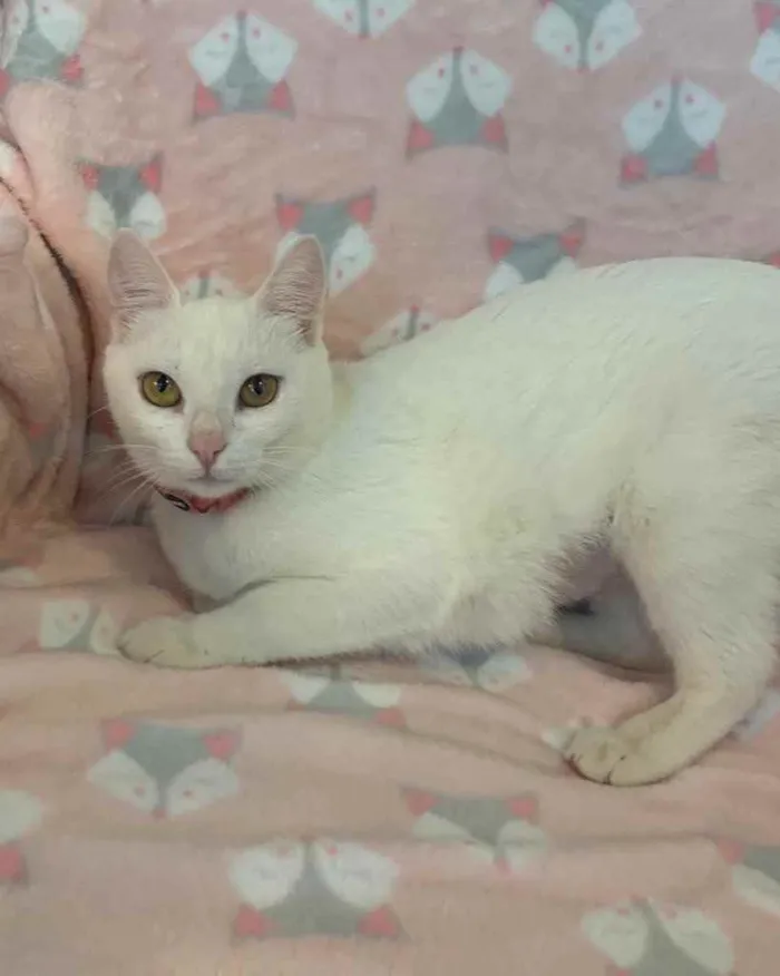 Gato ra a SRD idade 2 a 6 meses nome KIKI