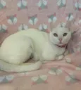 KIKI