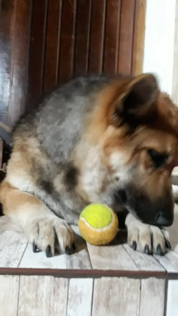 Cachorro ra a Pastor alemão  idade 6 ou mais anos nome Laila